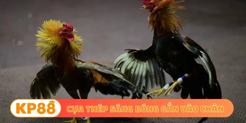 Cựa thép sáng bóng gắn vào chân