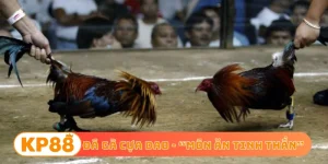 đá gà cựa dao